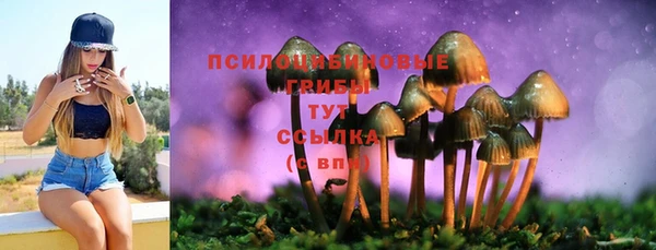 apvp Алзамай