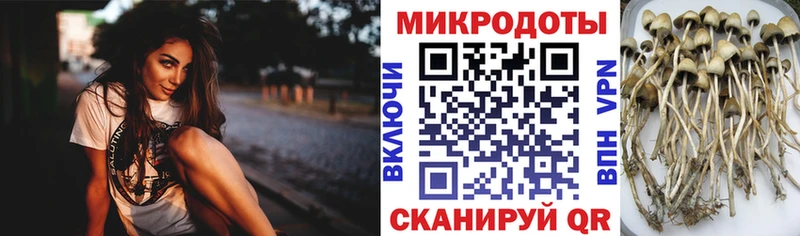 Галлюциногенные грибы Psilocybine cubensis где продают наркотики MEGA tor Клинцы